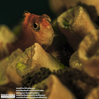 Hawkfish